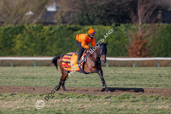 Newmarket Gallops