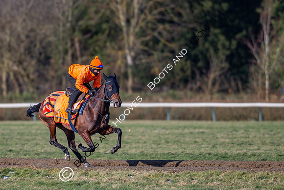 Newmarket Gallops