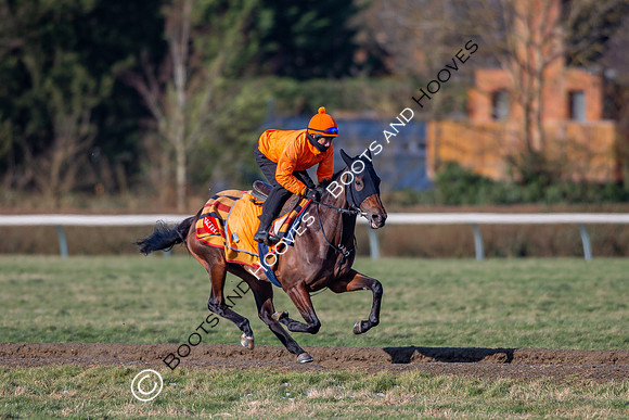 Newmarket Gallops