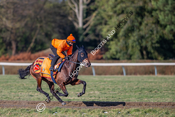 Newmarket Gallops