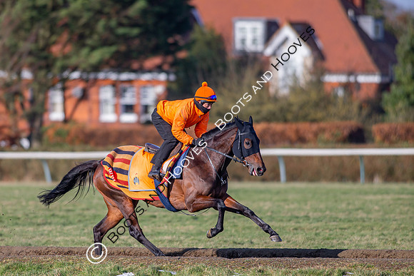 Newmarket Gallops
