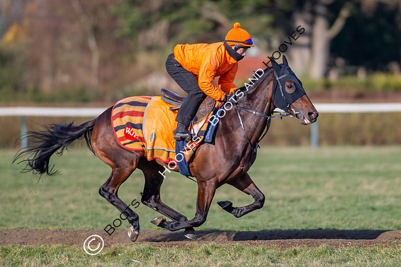Newmarket Gallops