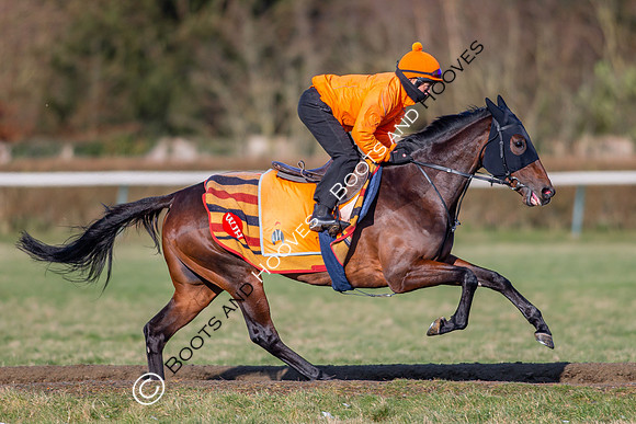 Newmarket Gallops
