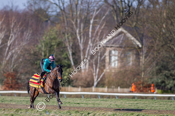 Newmarket Gallops