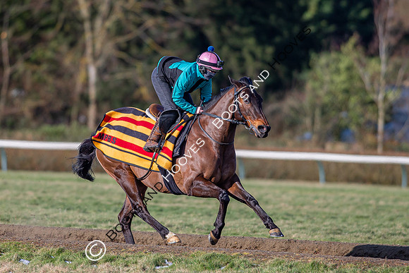 Newmarket Gallops