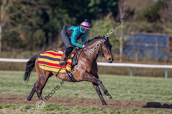 Newmarket Gallops