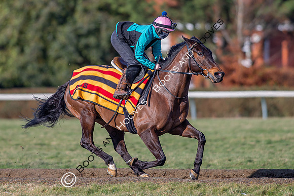 Newmarket Gallops