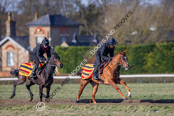 Newmarket Gallops