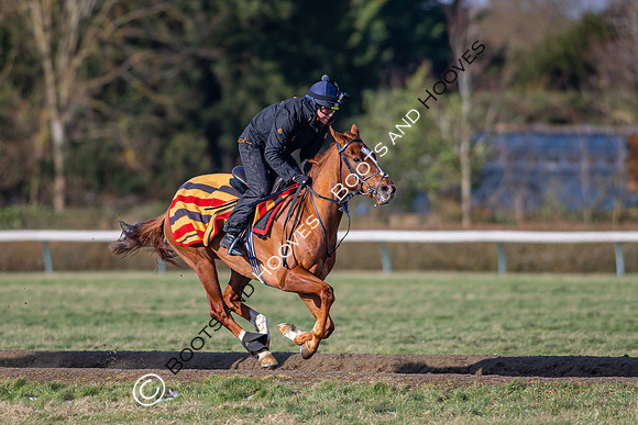 Newmarket Gallops