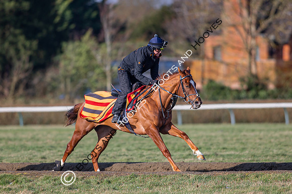 Newmarket Gallops