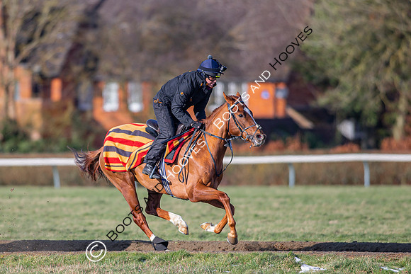 Newmarket Gallops