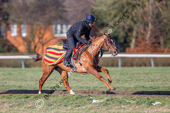 Newmarket Gallops