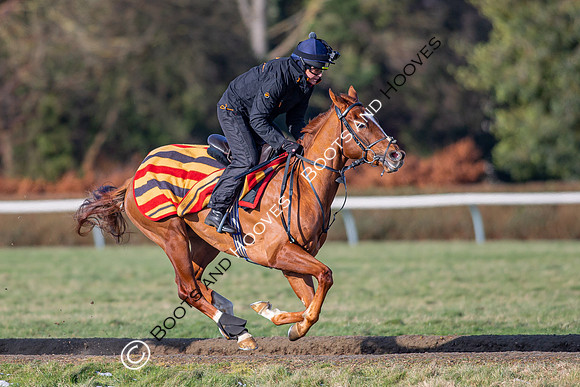 Newmarket Gallops