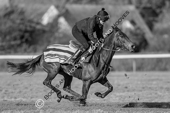 Newmarket Gallops