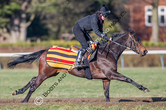 Newmarket Gallops