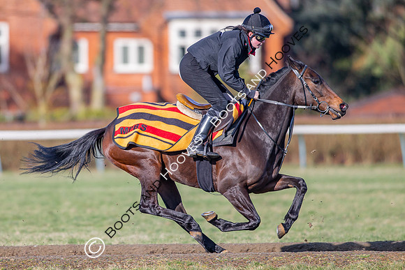 Newmarket Gallops