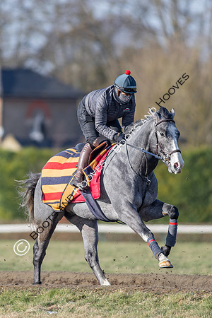 Newmarket Gallops