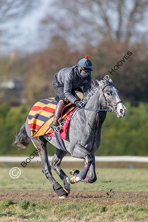 Newmarket Gallops