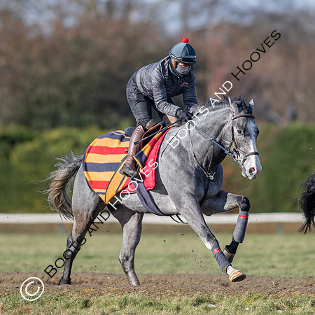 Newmarket Gallops