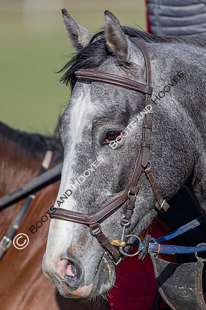 Newmarket Gallops