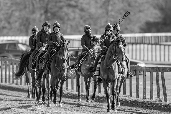 Newmarket Gallops