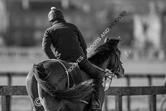 Newmarket Gallops