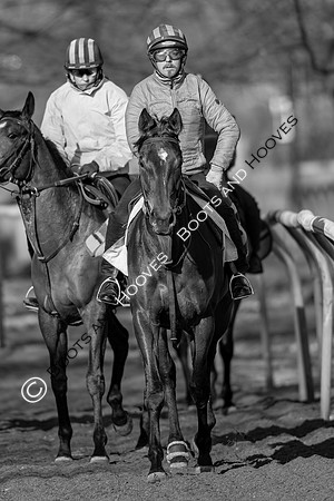 Newmarket Gallops