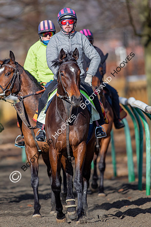 Newmarket Gallops