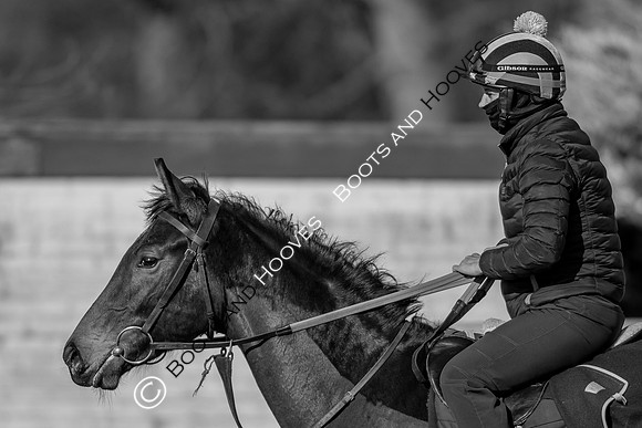 Newmarket Gallops
