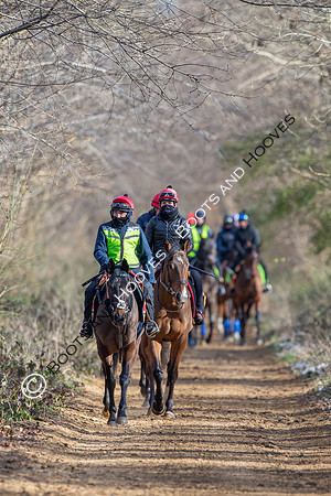 Newmarket Gallops