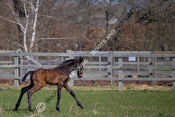 ~ MANDATORY Credit Elli Birch/Bootsandhooves- NO UNAUTHORISED USE - 07745909676
