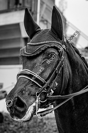 CHIO Aachen World Equestrian Festival