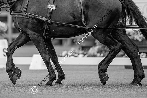 CHIO Aachen World Equestrian Festival