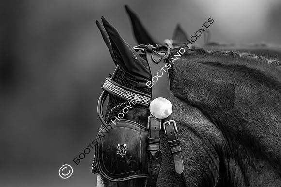 CHIO Aachen World Equestrian Festival