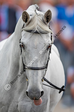 CHIO Aachen World Equestrian Festival