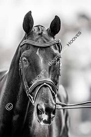 CHIO Aachen World Equestrian Festival