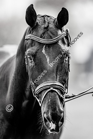 CHIO Aachen World Equestrian Festival