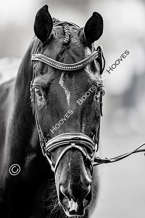 CHIO Aachen World Equestrian Festival