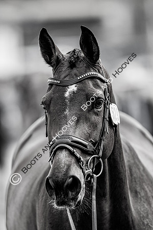 CHIO Aachen World Equestrian Festival
