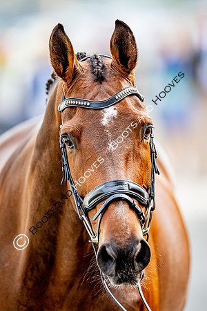 CHIO Aachen World Equestrian Festival