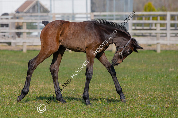 ~ MANDATORY Credit Elli Birch/Bootsandhooves- NO UNAUTHORISED USE - 07745909676