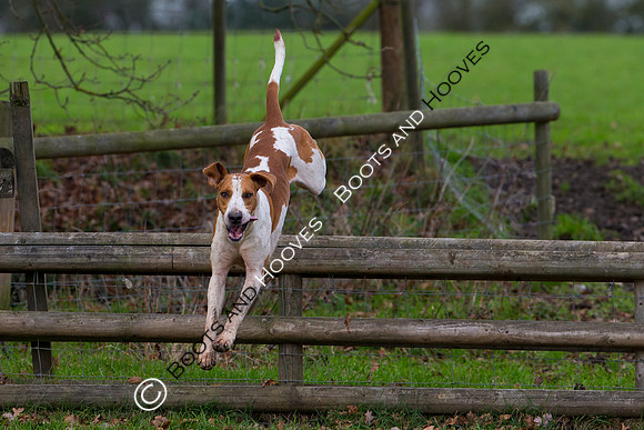East Essex Hunt. Ladies Day. 29/01/2019 ~ MANDATORY Credit Elli Birch/Bootsandhooves - NO UNAUTHORISED USE - 07745 909676
