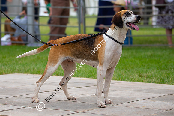Festival of Hunting