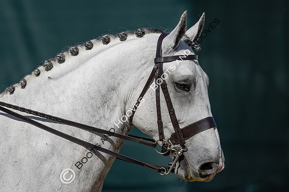 Royal Windsor Horse Show
