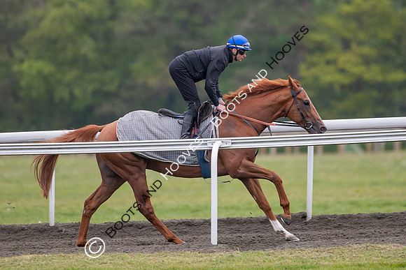 Newmarket Gallops