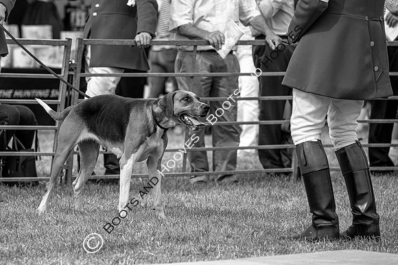 Festival of Hunting