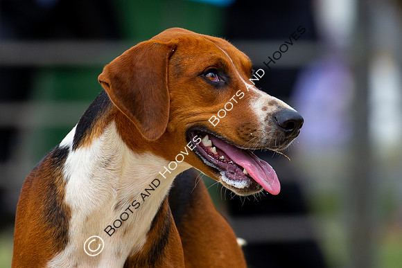 Festival of Hunting