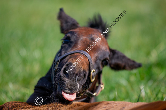 ~ MANDATORY Credit Elli Birch/Bootsandhooves- NO UNAUTHORISED USE - 07745909676