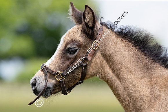 June 2022 ~MANDATORY Credit Elli Birch/Bootsandhooves- NO UNAUTHORISED USE - 07745909676