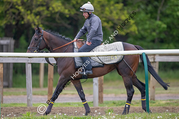 Newmarket Gallops